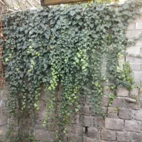 فروش ویژه با شرایط استثنایی۱۲ پلاک زمین مسکونی