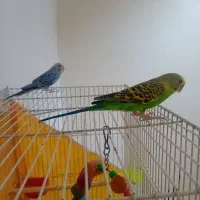 یه جفت مرغ عشق