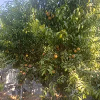 فروش باغ صحرای سفیداب حبیب اباد|فروش خانه و ویلا|حبیب آباد, |دیوار
