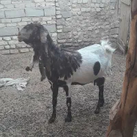 س چندعدد بز فروشی|حیوانات مزرعه|زابل, |دیوار