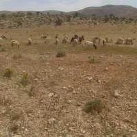 فروش بز پاکستانی