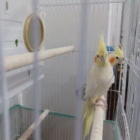 عروس هلندی|پرنده|خوی, |دیوار