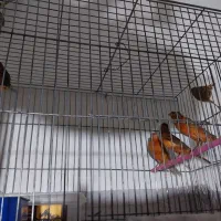 قناری سرخ دارچینی سوخته سرخ طوسی   فسفری سبز،چمنی،