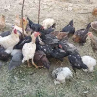 اردک ماندرین وکالرین مرغ خروس لاری   قو غاز|حیوانات مزرعه|رباط‌کریم, الارد|دیوار