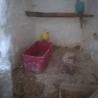 مرغ عشق نر ماده جفت تخم گذار|پرنده|باروق, |دیوار