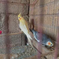 جفت عروس هلندی با قفس حراج