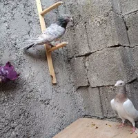 پرنده کبوتر|پرنده|دوگنبدان, |دیوار