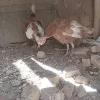 ۲تا بوقلمون ماده|حیوانات مزرعه|تاکستان, |دیوار