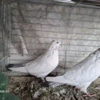 کبوتر پرشی، به شرط|پرنده|قم, حنیف نژاد|دیوار