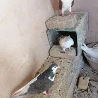 کبوترها همه سالم به شرط تخم و جوجه|پرنده|سبزوار, شهرک جهاد|دیوار