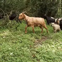 سی عدد بز به فروش میرسد