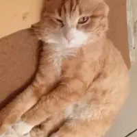 گربه گم شده