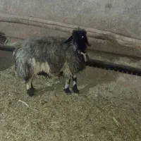 3عددمیش|حیوانات مزرعه|لردگان, |دیوار