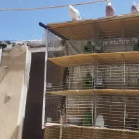 قفس کبوتر جفت کن