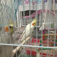 دو جفت عروس هلندی