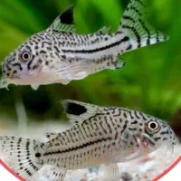 کف خوار پاندا وجولی