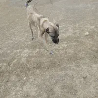 سگ گله سرابی و پژدر