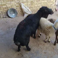 قوچ|حیوانات مزرعه|صائین قلعه, |دیوار