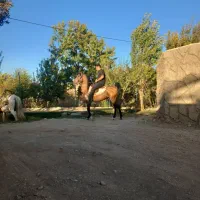 اسب نریان|اسب و تجهیزات اسبسواری|گلپایگان, |دیوار