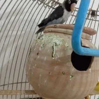 کوتوله نقابدارمشکی|پرنده|کرباسک, |دیوار