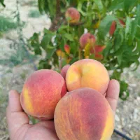 باغ انبار گلخانه بهترین جای بسطام با همه انشعابات|فروش خانه و ویلا|شاهرود, |دیوار