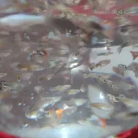 ماهی گوپی اکواریوم