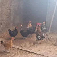 مرغ تخمگذار