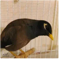 یک جفت مینا دستی سخنگو به شرط