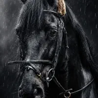 خرید و فروش اسب