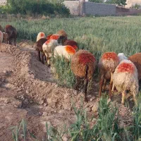 میش زایده|حیوانات مزرعه|کاشمر, |دیوار