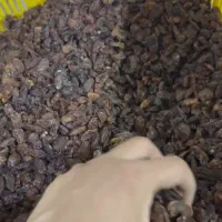 کشمش آبگیری صدردصد آفتابی
