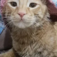 گربه دوسداشتنی