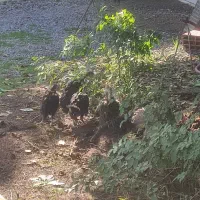 فروش تعدادی طیور|حیوانات مزرعه|زرگرشهر, |دیوار