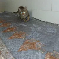 واگذاری گربه ملوس|گربه|سیرجان, |دیوار