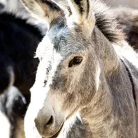 فروش شیر الاغ