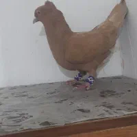 مهدیس