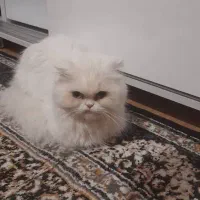 اسکاتیش ماده|گربه|خوی, |دیوار