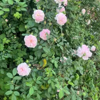 کرایه خانه ویلایی حیاط دار