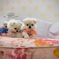 سگمینیاتوری نروماده۳ماهه تیکاپجیبی نیموجبپشمالو|سگ|تهران, نازیآباد|دیوار