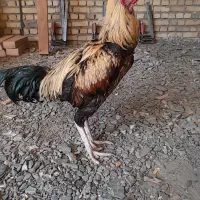 خروس لاری
