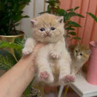 بچه گربه های کیوت میوت شیراز|گربه|شیراز, طلاب|دیوار