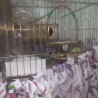 طوطی برزیلی|پرنده|چهاردانگه (تهران), |دیوار