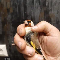 سهره رسمی نر ضمانتی|پرنده|مشهد, حسین‌آباد|دیوار