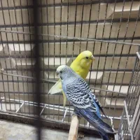 فروش یک جفت مرغ عشق.|پرنده|لار, |دیوار