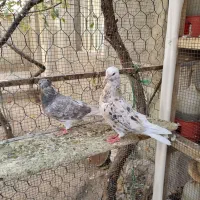 کبوتردم سفید|پرنده|تاکستان, |دیوار