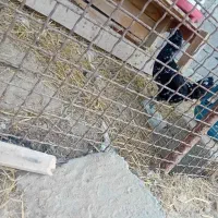 مرغ و خروس|حیوانات مزرعه|قشم, |دیوار