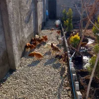 ۶۰ تا مرغ تشنک|حیوانات مزرعه|پیشوا, |دیوار