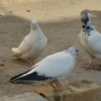 تعویض|پرنده|جوادآباد, |دیوار