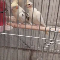 عروس هلندی مولد آماده تخم گذاری|پرنده|تهران, افسریه جنوبی|دیوار