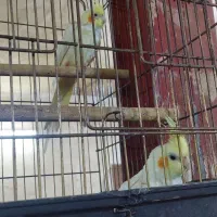 عروس هلندی ۲تا|پرنده|قم, کاسه گران|دیوار